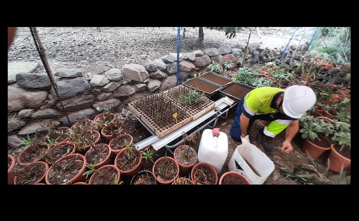 Vivero de especies de flora endémica instalado en Caideros para la repoblación del barranco. 
