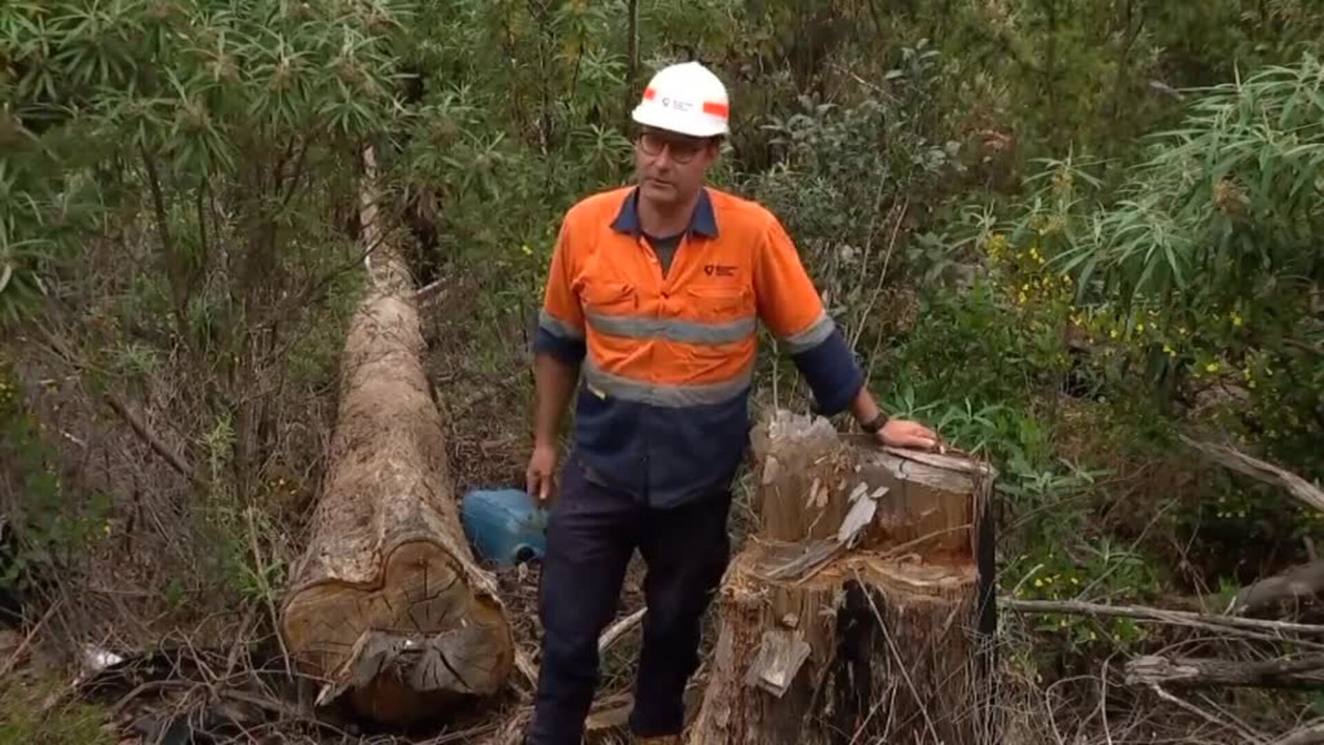 Los bosques australianos amenazados por la tala ilegal de árboles