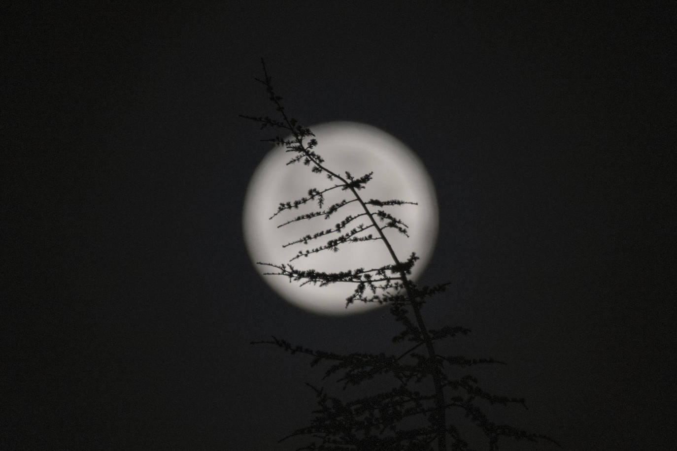 Luna de nieve Ourense.- Vista de la rama de un árbol con la luna de fondo, conocida en el mes de febrero como "luna de nieve", a primera ahora de este lunes. 