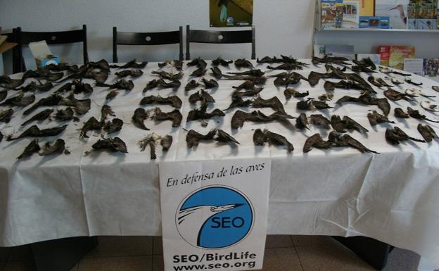 Imagen de restos de petreles devorados por gatos en La Graciosa. 