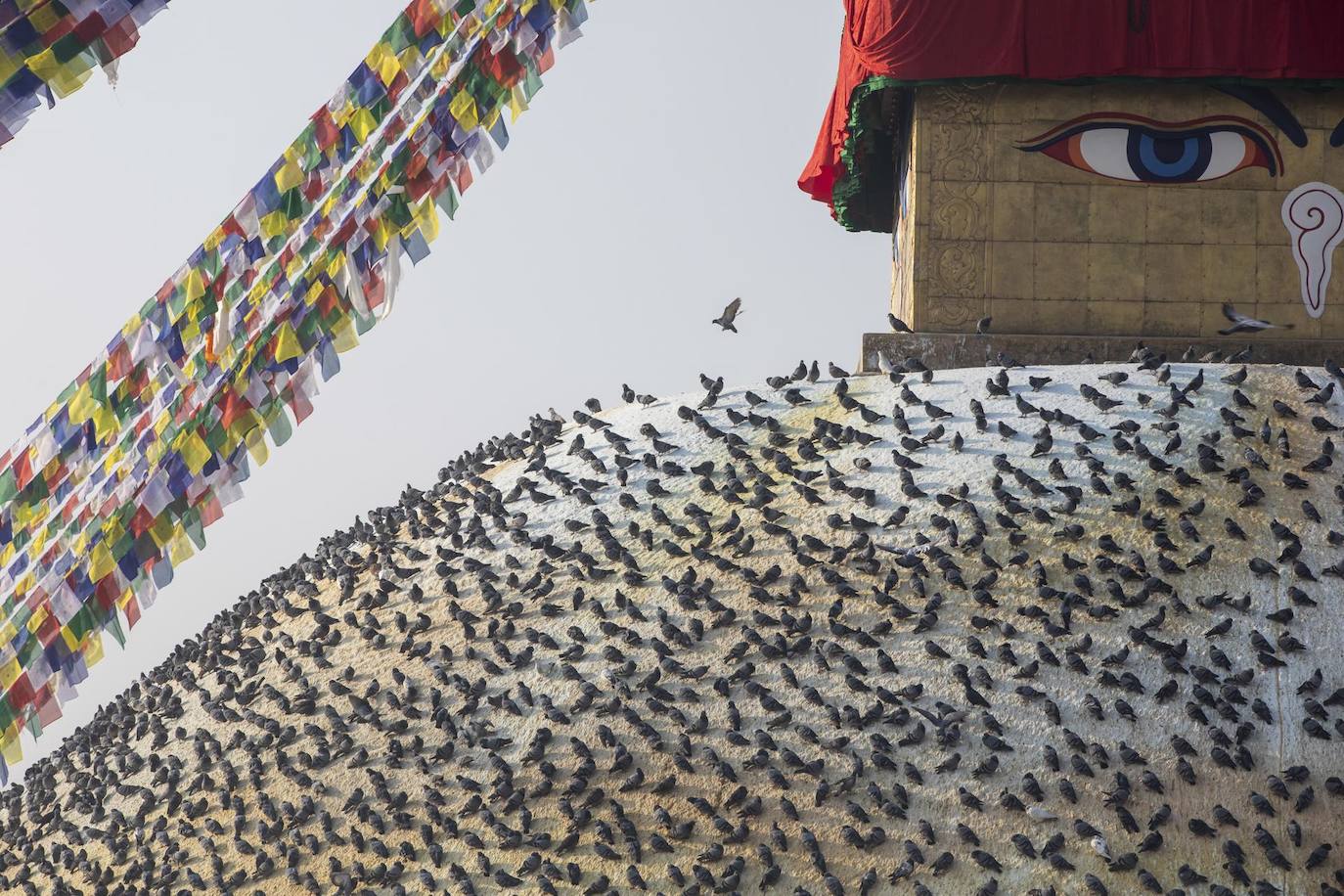 Una paloma vuela en Bauddhanath Stupa durante una oración en Katmandú, Nepal, 08 de febrero 2023, este 08 de febrero de 2023. Cientos de monjes y peregrinos budistas de todo el país participan en un encuentro de oración por la paz mundial.