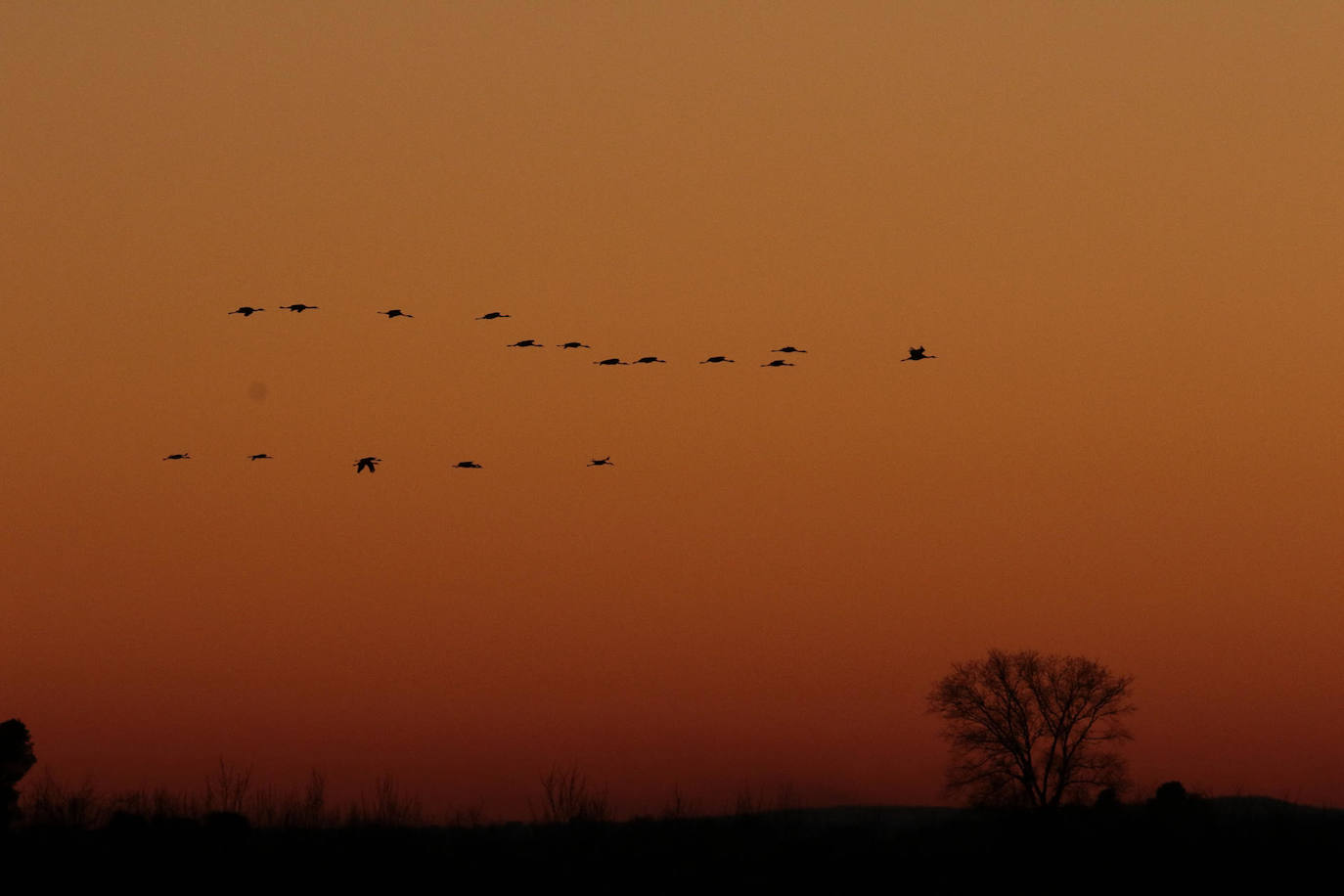 El segundo censo de grullas cifra en 190.743 ejemplares la población invernante en España, siete mil más que el primer censo realizado el pasado mes de enero, en el que se contabilizaron un total de 183.084 grullas comunes. En la imagen, grullas en el Parque Nacional de Las Tablas de Daimiel, en la provincia de Ciudad Real.