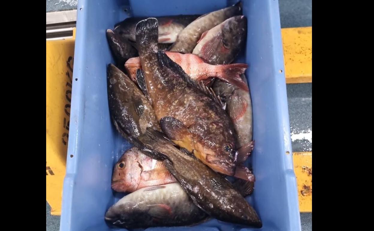 Incautan 36 kilos de pescados, entre ellos un mero de casi 23 kilos, en Fuerteventura