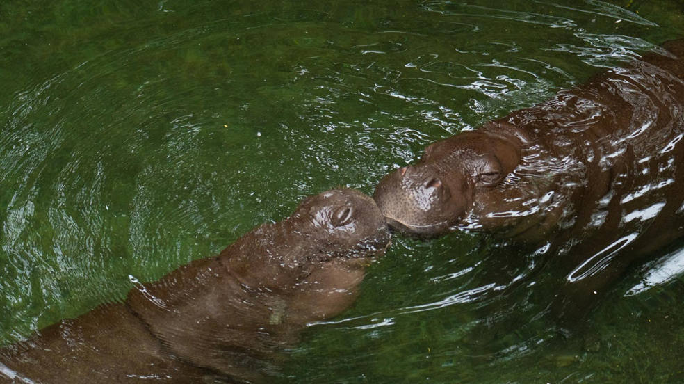 Imagen de dos hipopótamos en el parque zoológico Bioparc de Fuengirola (Málaga) este miércoles en el Día Mundial del Hipopótamo. Durante años ha circulado la leyenda de que los hipopótamos sudaban sangre, algo que se debe a que en determinados momentos exudan un líquido rosado y aceitoso que no es otra cosa que su propio protector ante el sol y los gérmenes. 