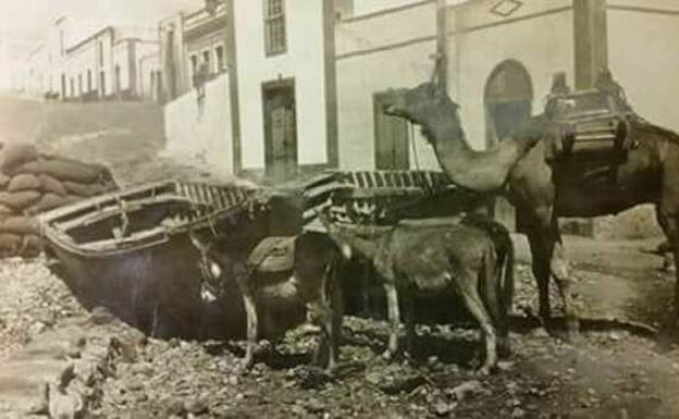 Barquillos, camello y burros en Puerto de Cabras. 