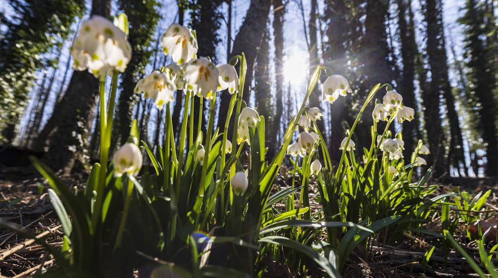 Campanillas de primavera (Leucojum vernum) florecidas en Zalakaros, suroeste de Hungría. Estos alhelíes son plantas bulbosas pertenecientes a la familia de las amarilidáceas. El clima inusualmente templado puede hacer que las temperaturas máximas durante el día alcancen los 18 grados en el suroeste del país. 
