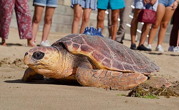 El dispositivo del caparazón da su ubicación, la profundidad a la que baja y la temperatura. 