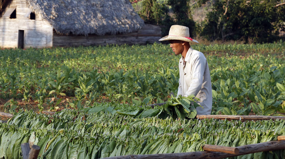 Un campesino trabaja en un campo sembrado de plantas de tabaco en el Valle de Viñales, en la provincia Pinar del Río (Cuba). En 2022 las ventas a nivel internacional de tabacos cubanos, uno de los principales productos de exportación de la isla, aumentaron levemente, teniendo en cuenta las afectaciones que ha tenido este sector por la peor crisis económica del país en tres décadas. 
