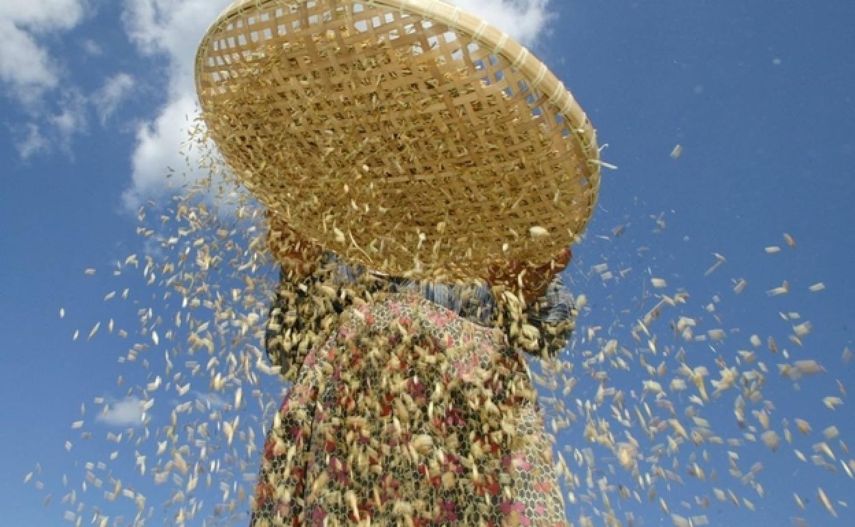 Una mujer pasa por un cedazo cereales para obtener el grano.