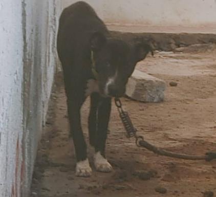 Imagen del perro, atado a un coche y rodeado de sus propias heces. 