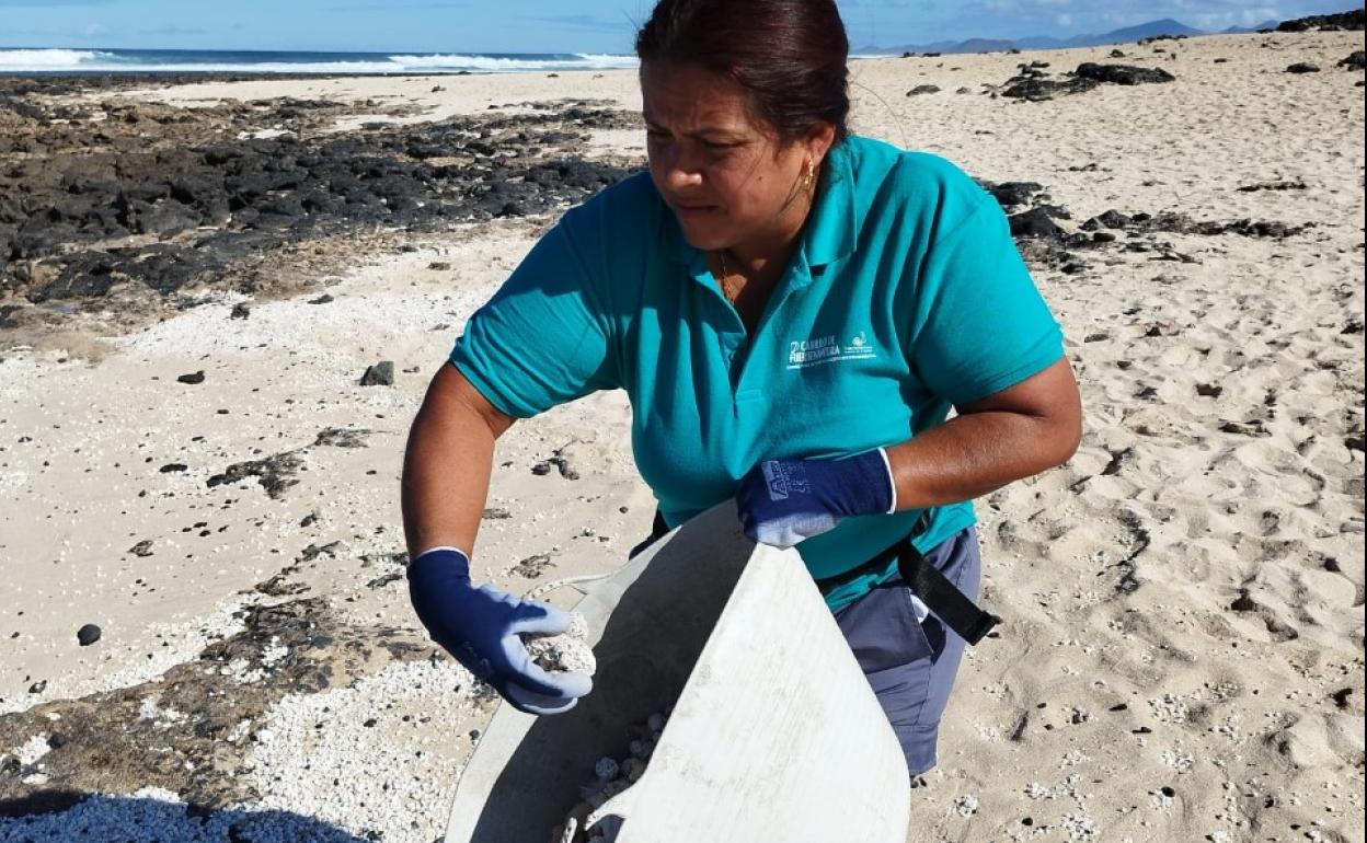 Una integrante del plan de empleo devuelve los rodolitos a la playa de El Hierro, en El Cotillo. 
