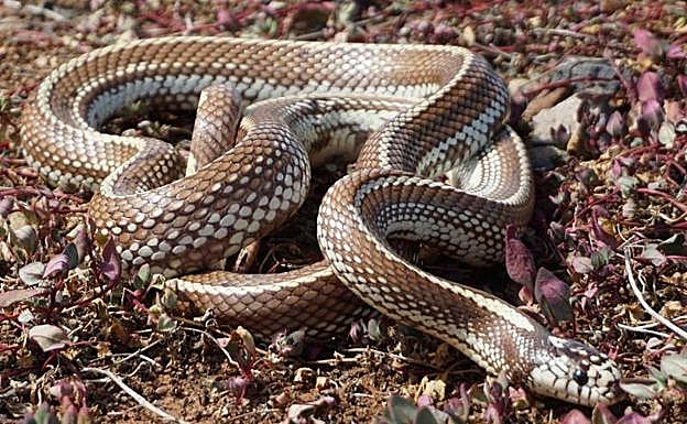 La serpiente real de California es una especie invasora que está acabando con los lagartos endémicos. 