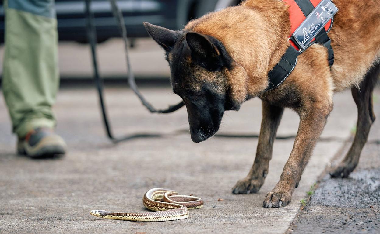 En la foto, Russell, agente canino que lucha contra la entrada de invasores. 
