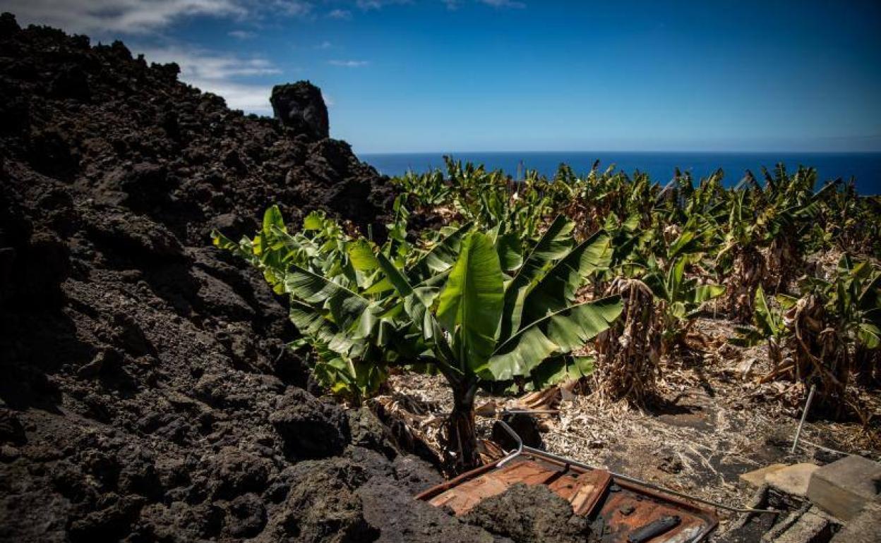 Vista de la colada, junto a plataneras, en una finca en el municipio de Tazacorte. 