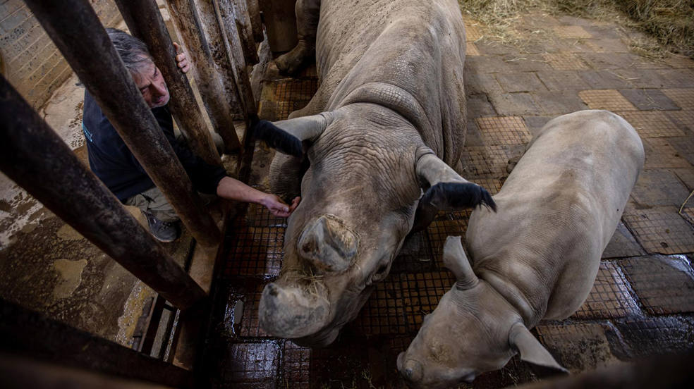 Los rinocerontes blancos comen heno dentro del recinto en el Safari Park en Dvur Kralove nad Labem, República Checa. La tercera cría del rinoceronte negro oriental (Diceros bicornis michaeli), gravemente amenazado, ha nacido en tan solo un año en el Safari Park Dvur Kralove, zoológico ubicado a 150 kilómetros al este de Praga. La población mundial de esta especie, diezmada en su hábitat natural por la caza y la caza furtiva por sus cuernos, se estima en 800 ejemplares. 
