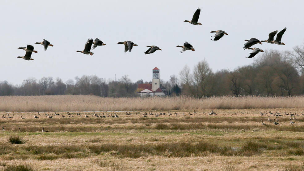 El ganso gris sobrevuela el Parque Nacional Ujscie Warty, cerca del pueblo de Slonsk, en el oeste de Polonia. El suelo pantanoso y fangoso lo convierte en un paraíso para las aves.
