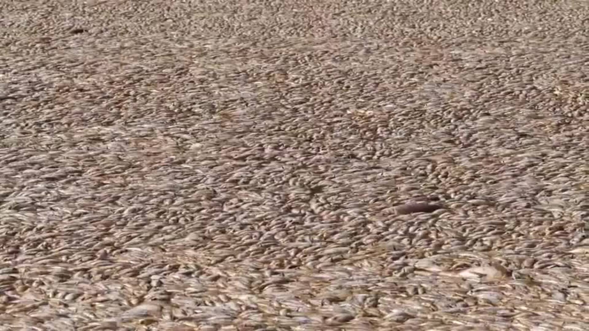 Millones de peces muertos por el calor bloquean un río de Australia