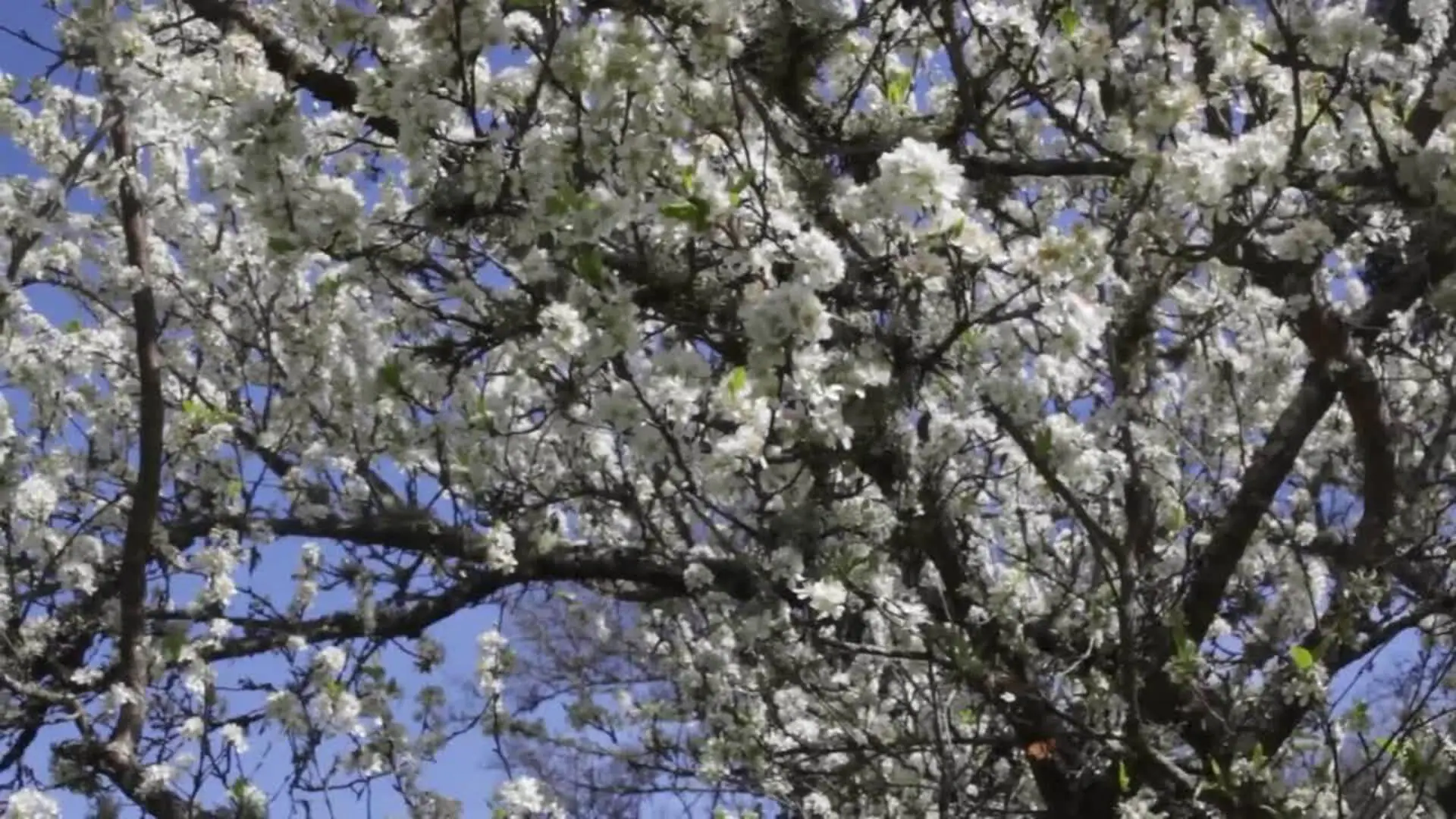 La primavera llega a Lugo (Galicia)