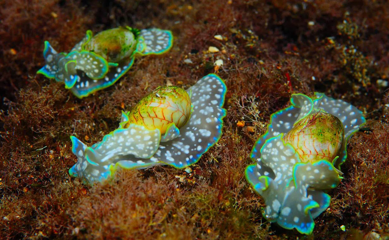 Imagen de tres «Micromelo undatus», un diminuto caracol marino de llamativo colorido presente en la costa de Gran Canaria. 