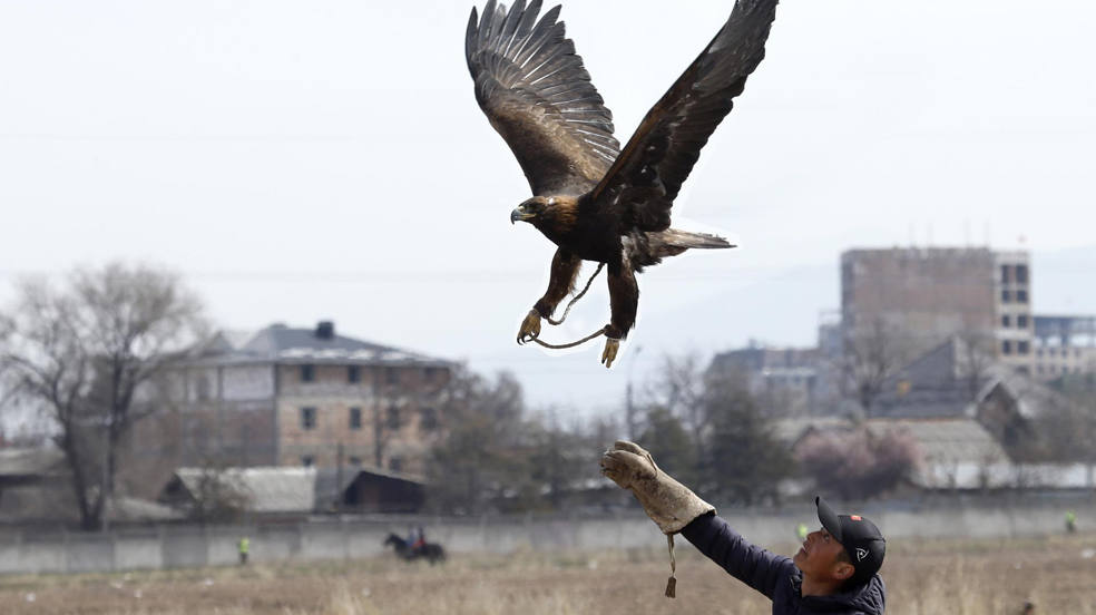 Un cetrero suelta un ejemplar de águila real (Aquila chrysaetos) durante la celebración del festival de caza de Salburun en Bishkek, Kirguistán. El festival se lleva a cabo en Bishkek, capital de Kirguistán en vísperas de la festividad de Nooruz.