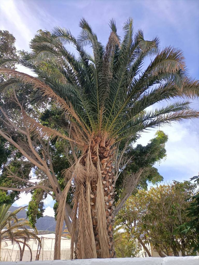 Preocupación por el «mal estado» de las palmeras en La Aldea