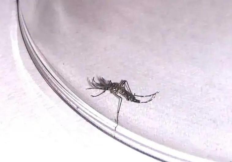Detectan un nuevo ejemplar de mosquito Aedes aegypti en Santa Catalina
