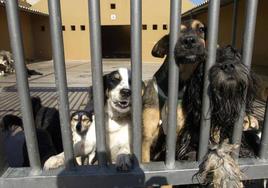 Imagen de archivo de perros en el Albergue Insular de Animales, ubicado en Arucas.