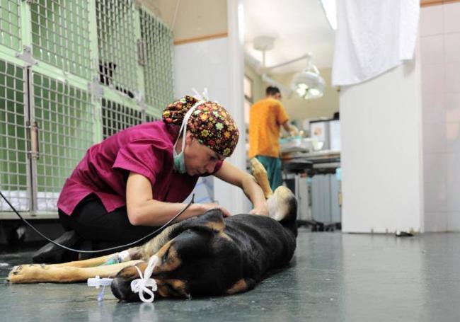 Una veterinaria cuida de un perro ingresado en el Albergue Insular.