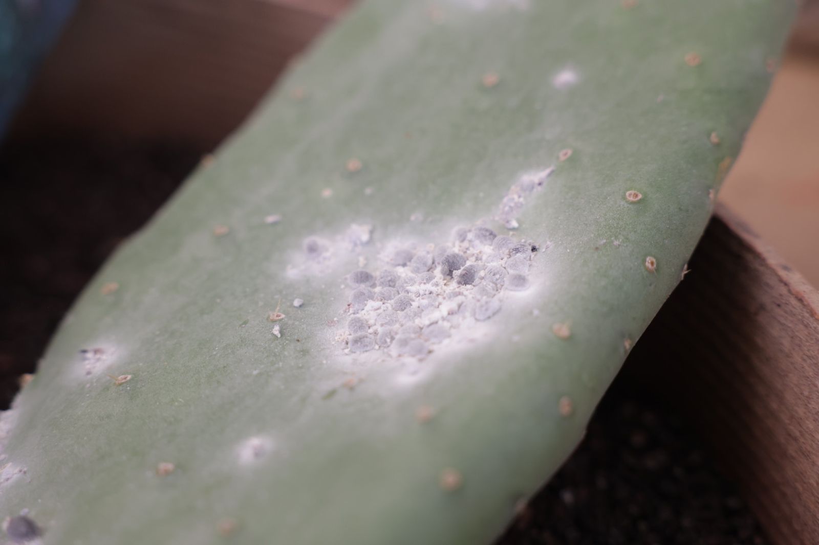 Presentación de la primera cerveza artesanal de cochinilla