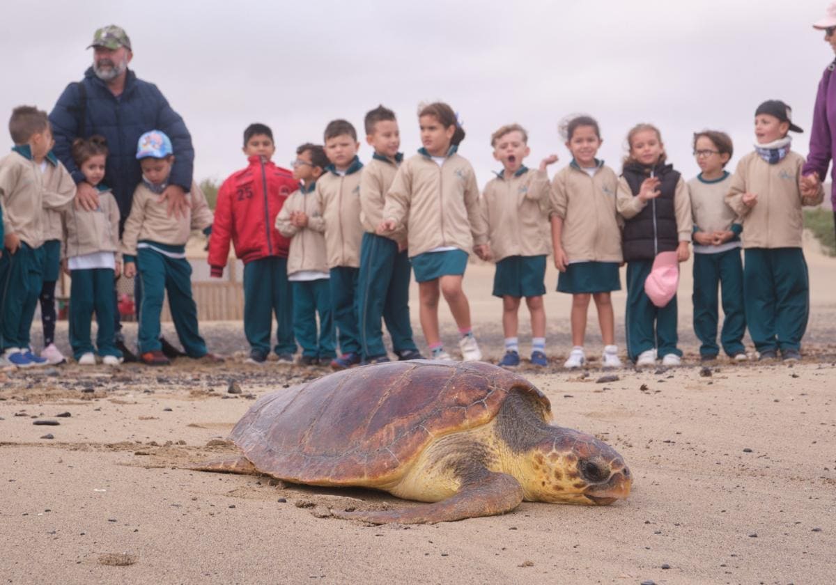 Tortugas, guirres, frailecillos: récord de fauna silvestre accidentada en 2023