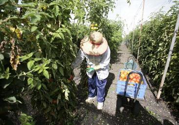 El campo canario critica la doble moral de la UE: «Solo pedimos jugar con las mismas reglas»