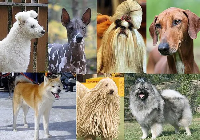 Imagen de diferentes razas de perros.