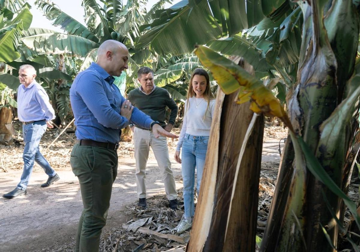 HiperDino destina 8 millones de euros cada año a la compra de plátanos de Canarias
