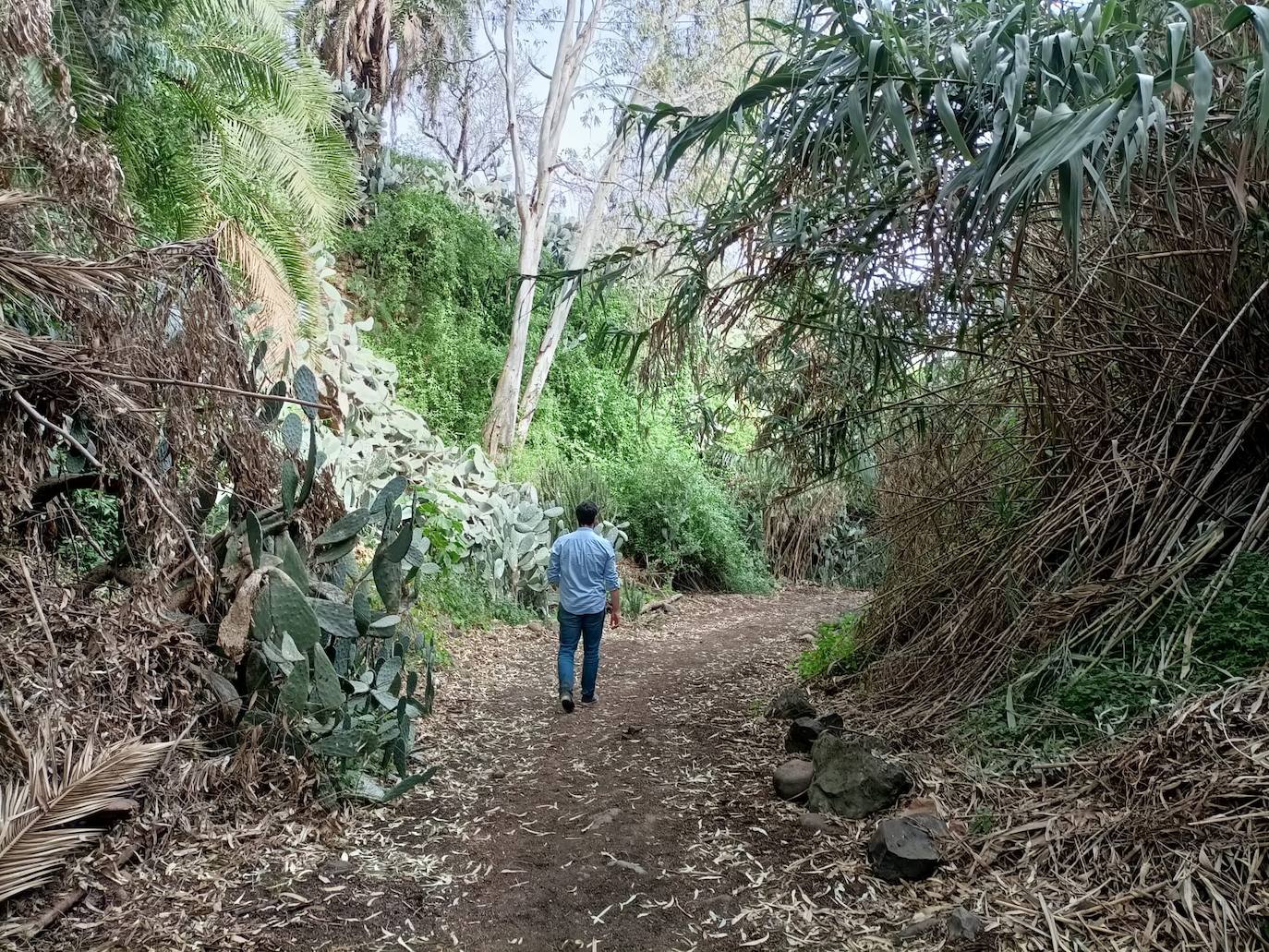 Los senderos de unen el casco de Santa Brígida con los barrios comienzan a despejarse de vegetación.