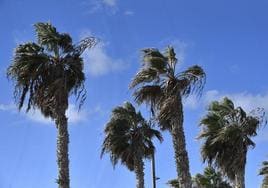 Episodio de viento en Gran Canaria.