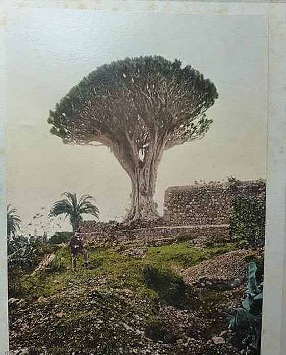 Drago milenario de Icod' (Tenerife).