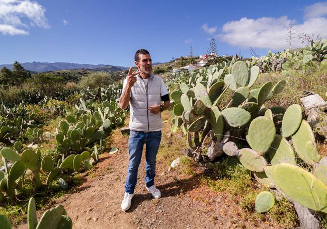 La finca de tuneras, en Lo Blanco, el pasado viernes, todavía sin flores ni tunos.