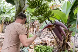 ASPROCAN apoya las movilizaciones del sector agrario canario convocadas el 21 y 24 de febrero