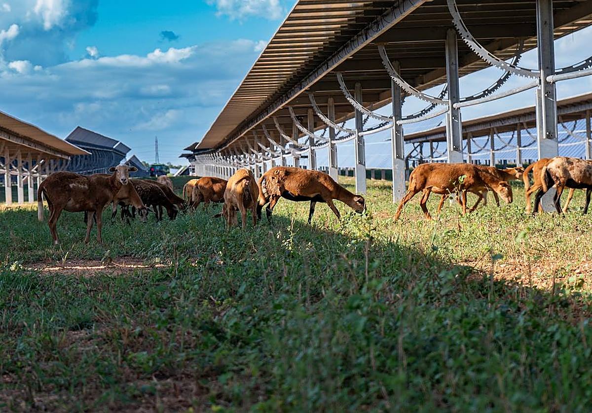 Ecoener obtiene la mayor calificación de Standard&Poor´s por su compromisso con la descarbonización