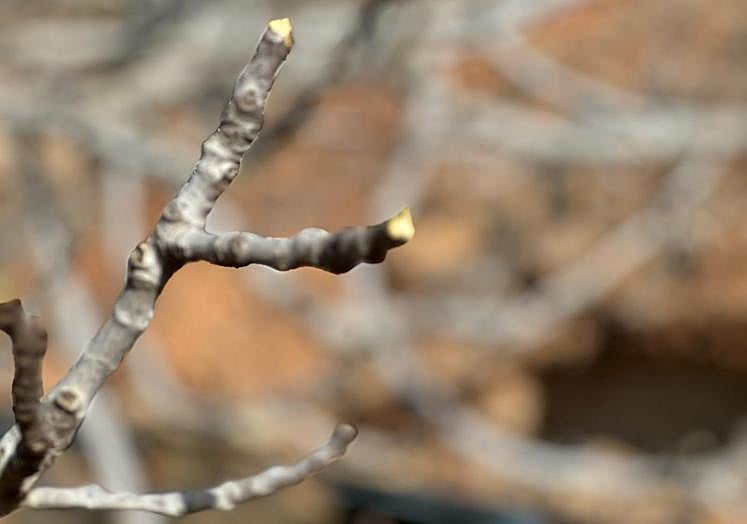 Así quedaron las higueras tras el paso de las cabras sueltas.