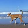 Estas son las playas canarias a las que puedes ir con tu perro