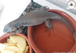 El lagarto, ya en el estación biológica de La Oliva, que es propiedad del Cabildo de Fuerteventura.