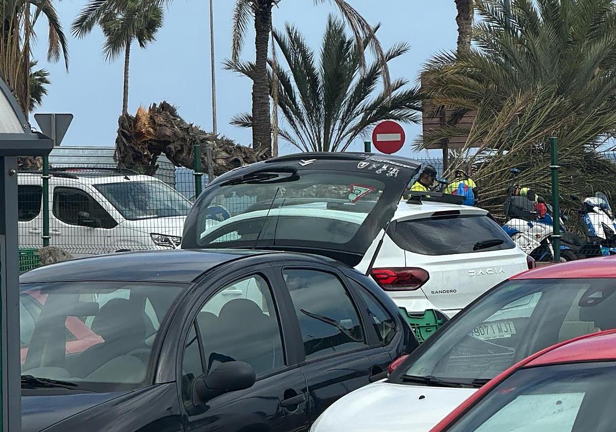 Imagen de la zona de la rotonda de Hoya de la Plata colapsada tras la caída de la palmera.