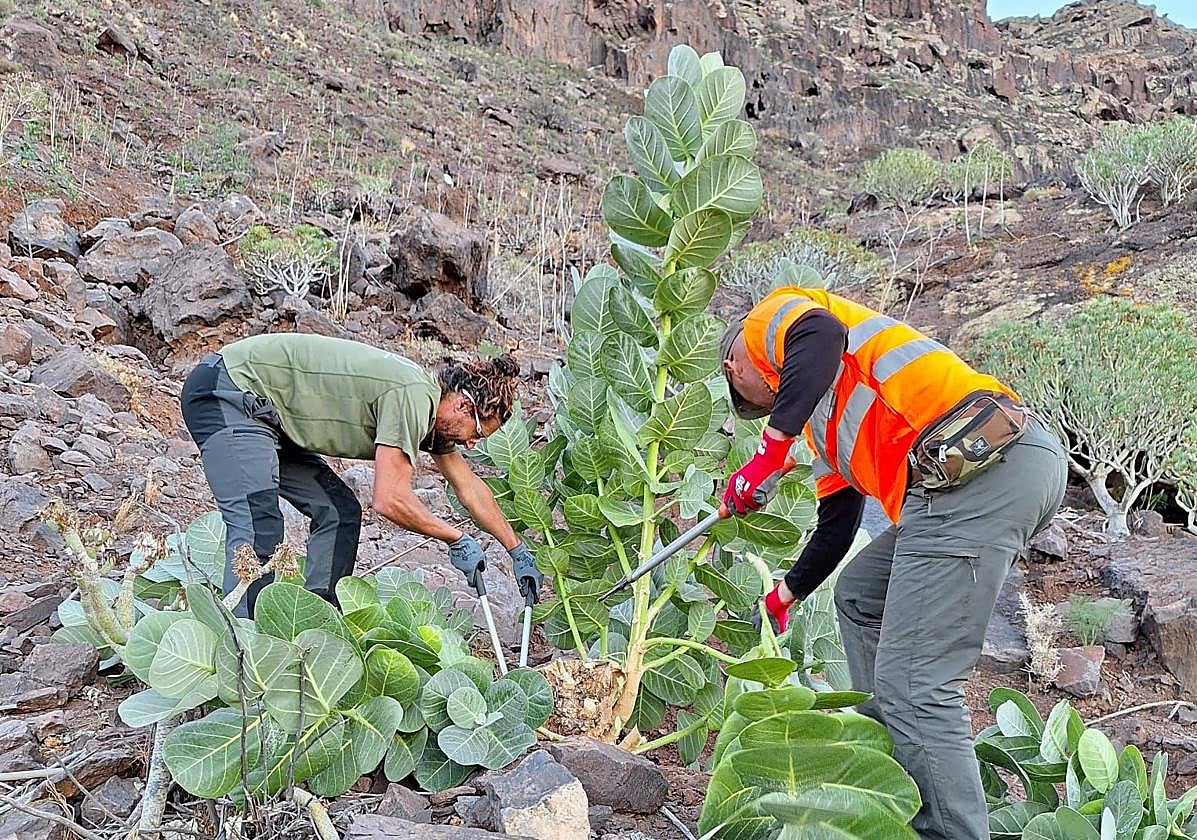 Operarios de Gesplan extrayendo un ejemplar del árbol de la seda o manzano de Sodoma.