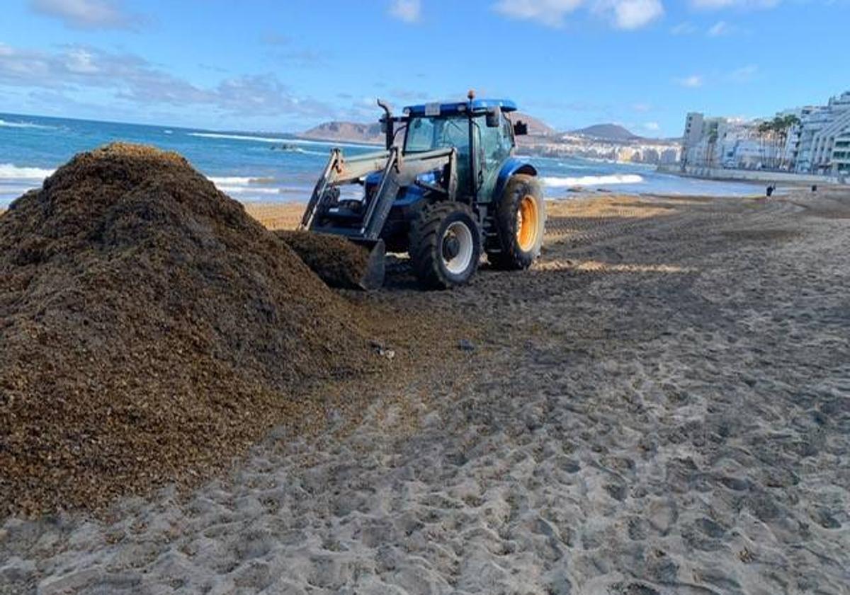 Imagen principal - Seba y aguaviva en Las Canteras. 