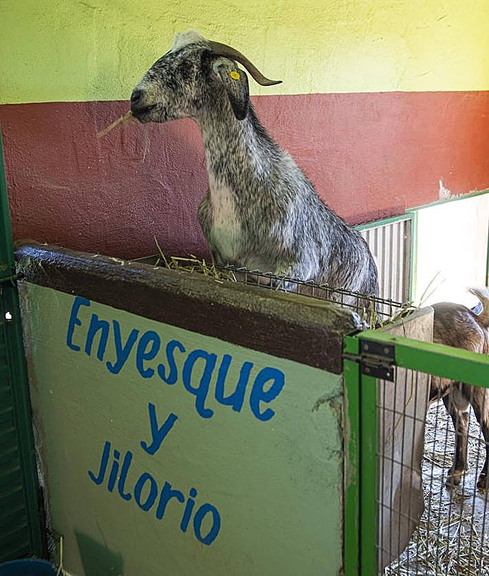 Imagen secundaria 2 - Proceso de elaboración del queso. / Arcadio Suárez