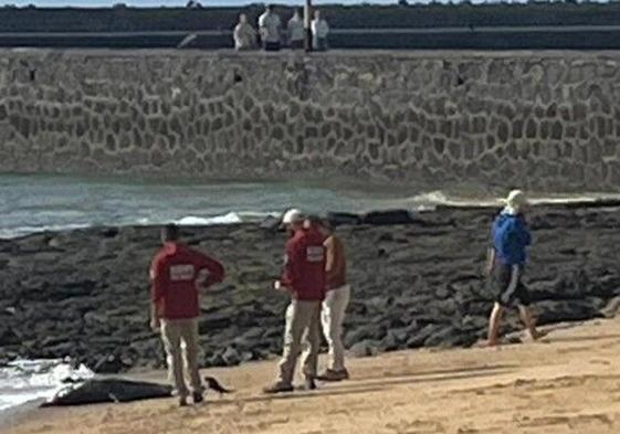 Imagen de los técnicos de Medio Ambiente del Cabildo de Lanzarote junto al delfín varado.