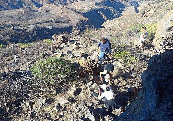 Trabajos de investigación en el entorno del Roque Bentayga, en las cumbres de Gran Canaria.