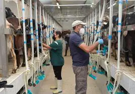 Sala de ordeño de la ganadería de Tesjuate, en el municipio de Puerto del Rosario, del grupo Ganaderos de Fuerteventura.