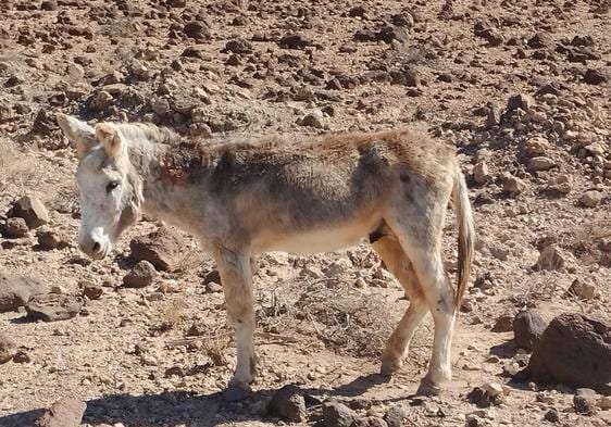 Rescatan en un barranco de Jandía a un burro majorero en peligro de extinción